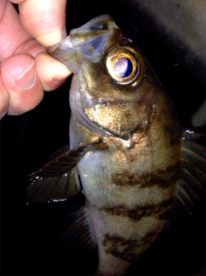 休憩メバリング