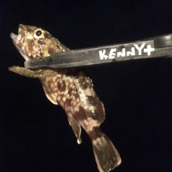 釣れただけマシかな。