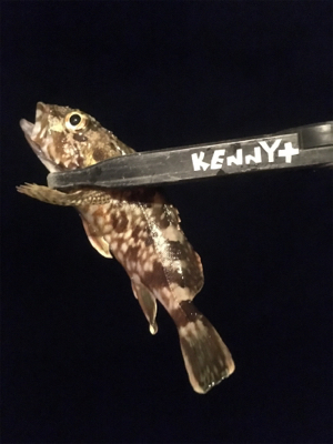 釣れただけマシかな。