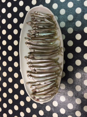 布目ダム ワカサギ初釣