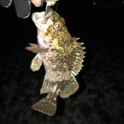 新年初フィッシュ