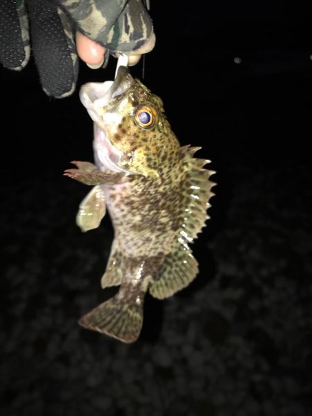 新年初フィッシュ