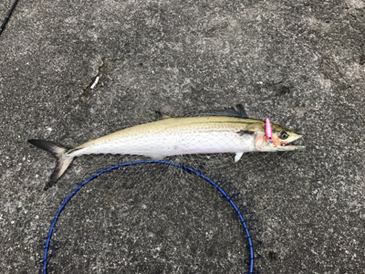 ムコイチ サワラ狙い