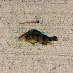 メバルシーズン到来⁉︎