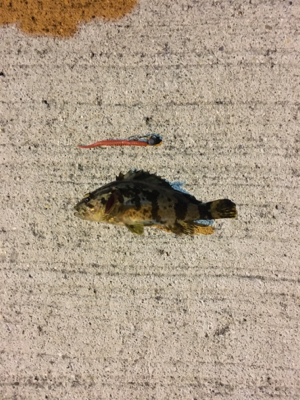 メバルシーズン到来⁉︎