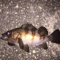 アオイソメ流し釣り