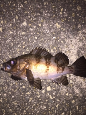 アオイソメ流し釣り