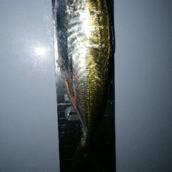 本年度初アジング