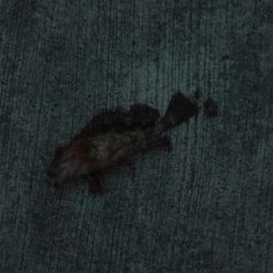 穏やかな 波、風、釣果