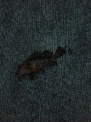 穏やかな 波、風、釣果