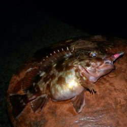 癒しのロックフィッシュ