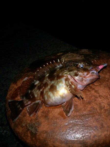 癒しのロックフィッシュ