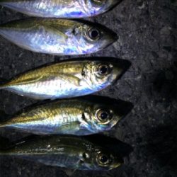 アジング２回戦目