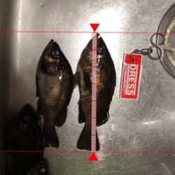 メバルいい感じ