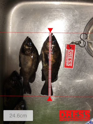 メバルいい感じ