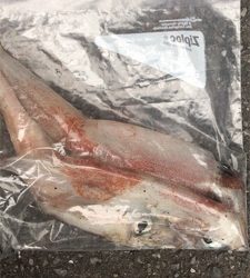 エギング初成功！