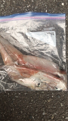 エギング初成功！