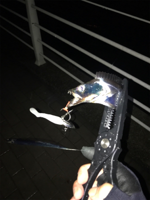 連日のタチウオ