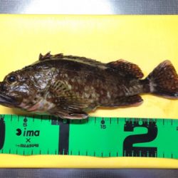 ヤリイカ釣れず