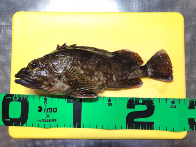 ヤリイカ釣れず