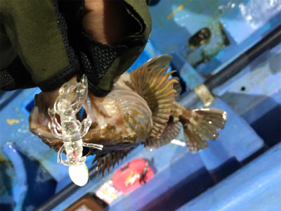 ロックフィッシュショート便で!