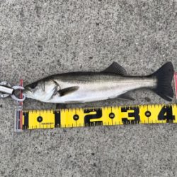 エビ撒きで、ハネ!