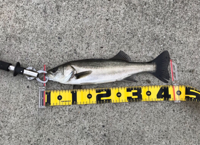 エビ撒きで、ハネ!