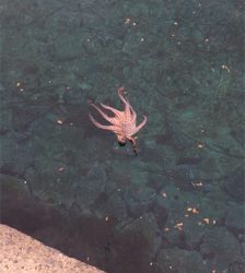 エギングでまさかの・・・