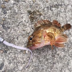 初釣行はガシラちゃん