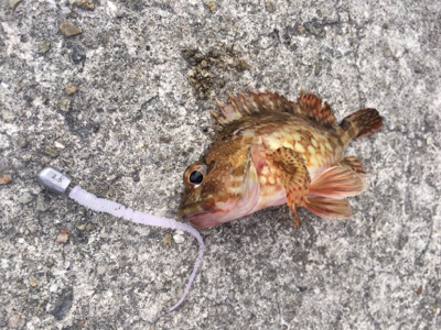 初釣行はガシラちゃん