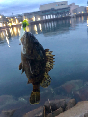 ディメバリング