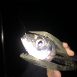 初釣りアジング!