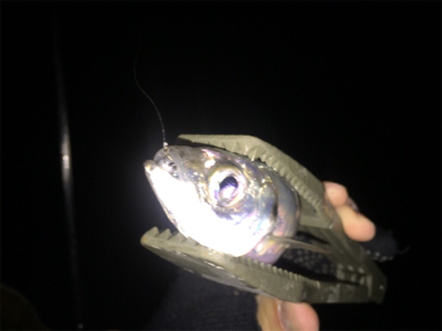 初釣りアジング!