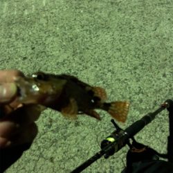 魚を触りたくて