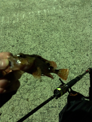 魚を触りたくて