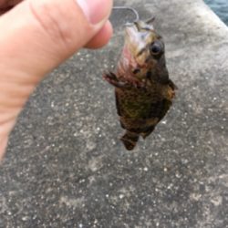 穴釣りになってしまった。