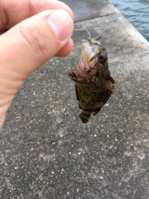 穴釣りになってしまった。