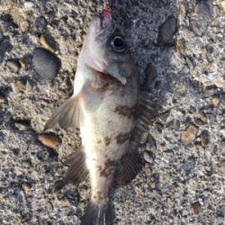 デイゲーム☆メバリング♪