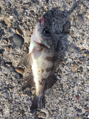 デイゲーム☆メバリング♪