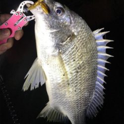 初釣りは寒チヌ調査！