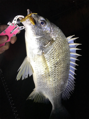 初釣りは寒チヌ調査！