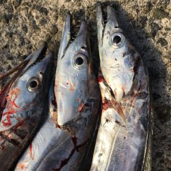 初釣りはタチウオ×3