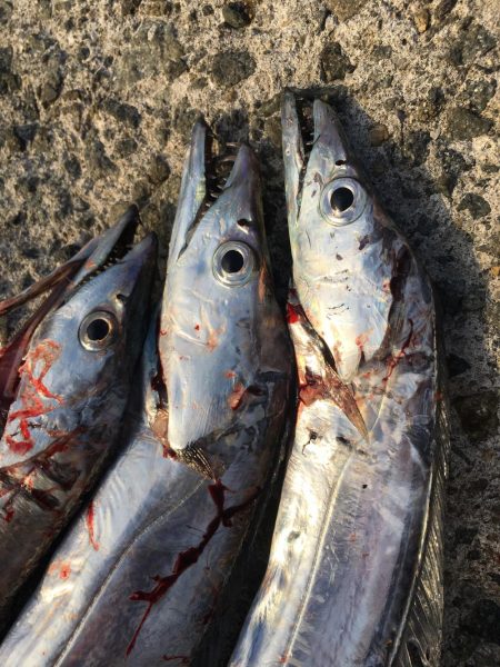 初釣りはタチウオ×3