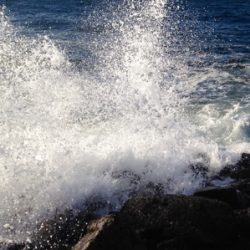 哀しみのシーバス