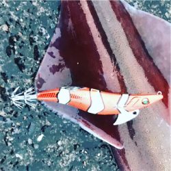 ２０１８年初ヤリイカ求めランガンエギング