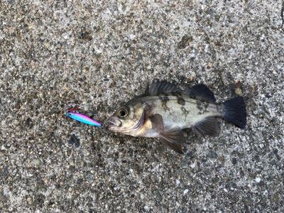 メバルとタケノコ