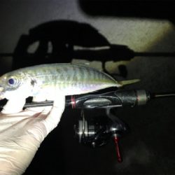 久々夜アジング!(釣行其の参)