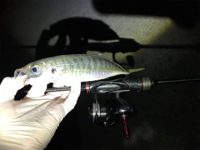 久々夜アジング！(釣行其の参)