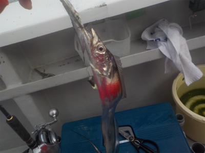 今年初のタチウオテンヤ