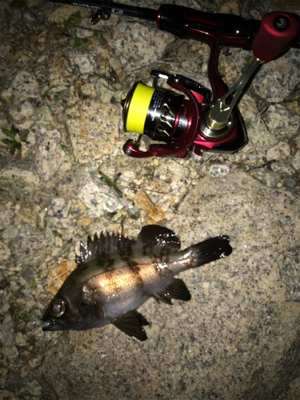 産卵期の爆喰い？